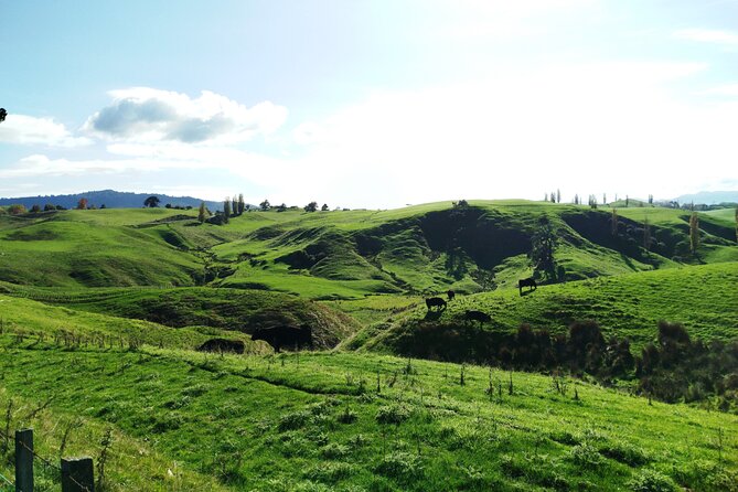 12 Day New Zealand Private Tour from Auckland to Queenstown - Day 7: TranzAlpine, Arthur’s Pass, and Lake Tekapo