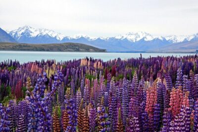 5-Day South Island Tour from Christchurch