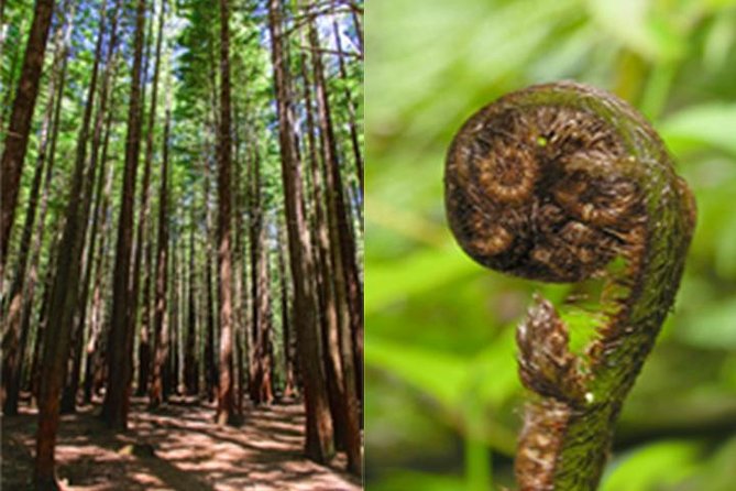6.5 hour Small-Group Rotorua Naturally Shore Excursion - Tauranga - Sulphur Point and Lake Rotorua’s warm waters