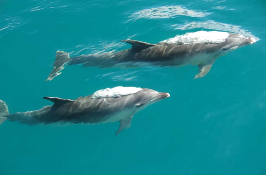 Abel Tasman National Full Park Scenic Cruise - Who should book the full cruise?
