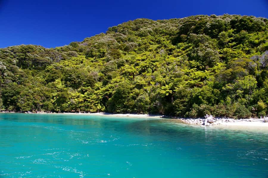 Abel Tasman National Full Park Scenic Cruise - Is $59 good value?