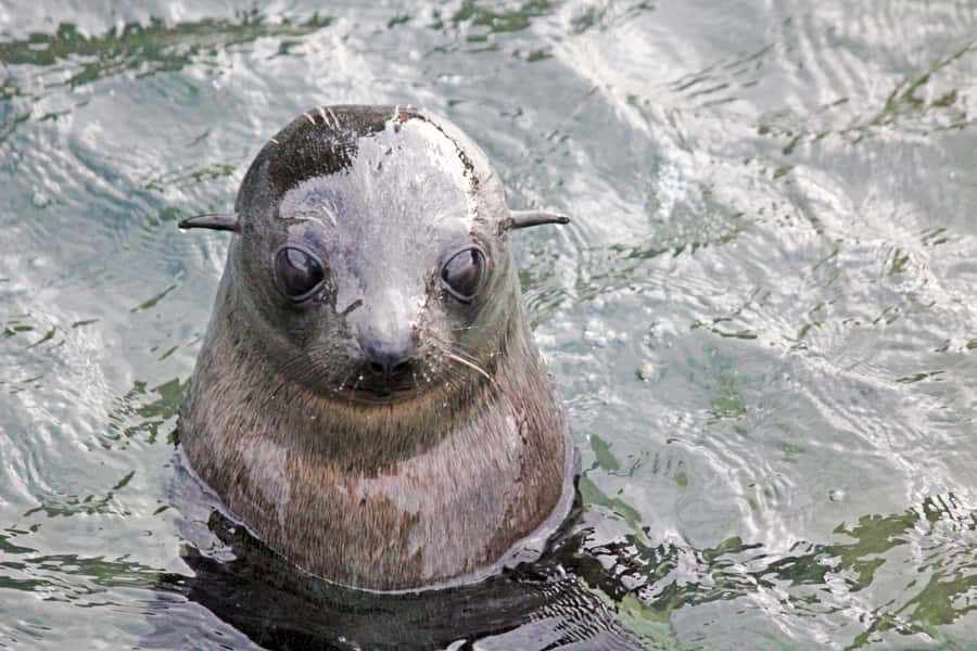 Abel Tasman: Sea Shuttle Cruise and Walking Tour Combo - Option A: Apple Tree Bay to Anchorage Beach