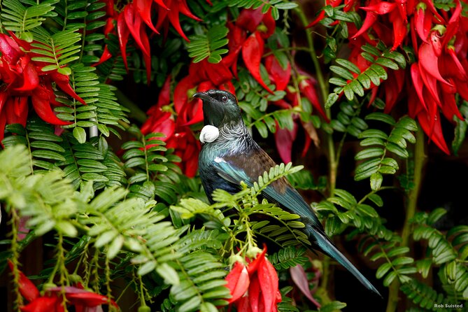 Afternoon Piha Beach and Rainforest Tour from Auckland - Key points at a glance