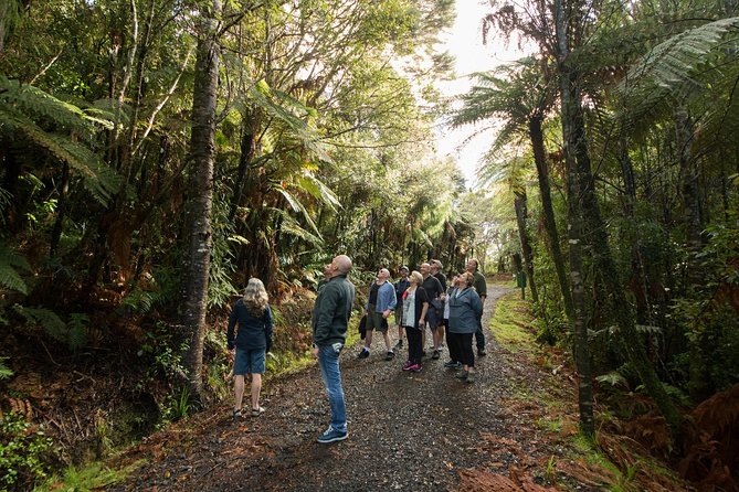 Afternoon Piha Beach and Rainforest Tour from Auckland - Guides who add humor and local detail