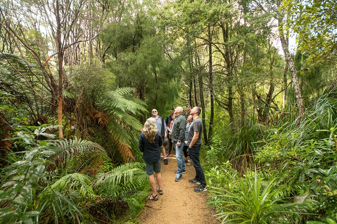Afternoon Piha Beach and Rainforest Tour from Auckland - Who should book this Piha tour?