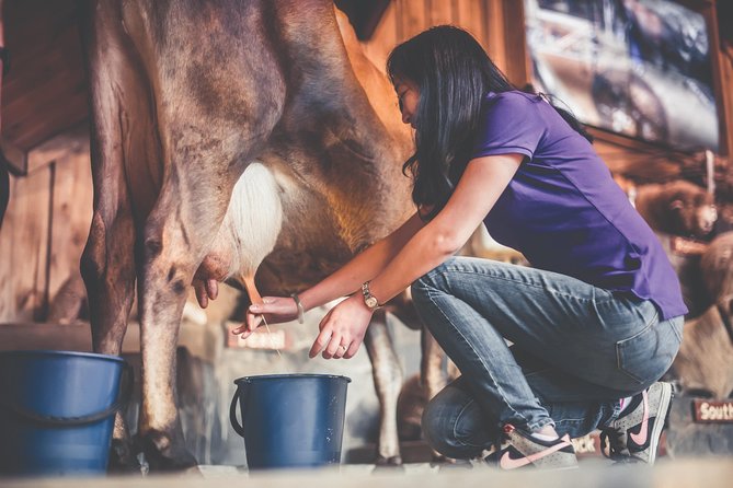 Agrodome Farm Experience including Farm Show and Farm Tour - Rotorua - The farm tour: feeding animals from an all-weather trailer