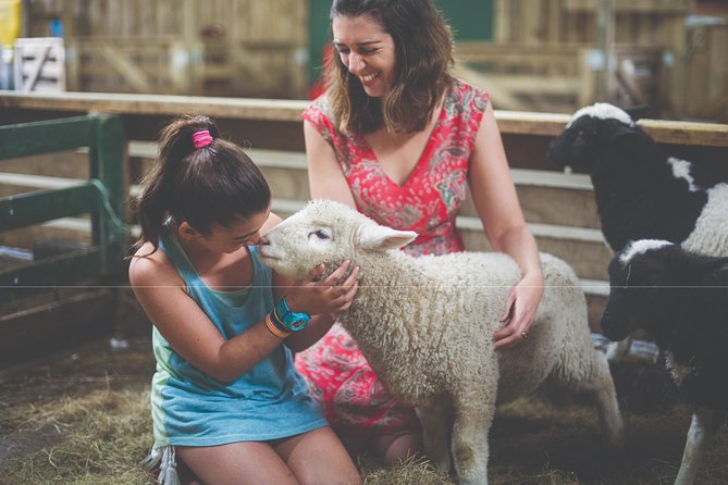Agrodome Farm Experience including Farm Show and Farm Tour - Rotorua - A closer look at the animals and farm setting