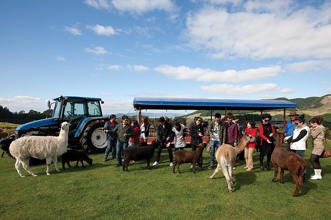 Agrodome Farm Experience including Farm Show and Farm Tour - Rotorua - Who will enjoy this most?
