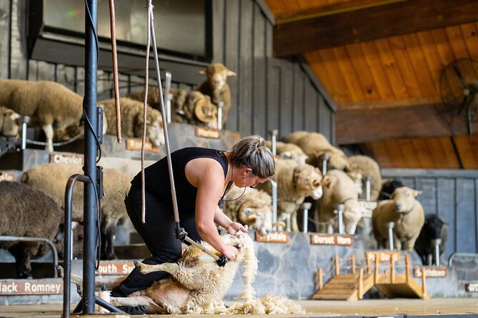 Agrodome Farm Experience including Farm Show and Farm Tour - Rotorua - The sheep show: a lively lesson in New Zealand farming
