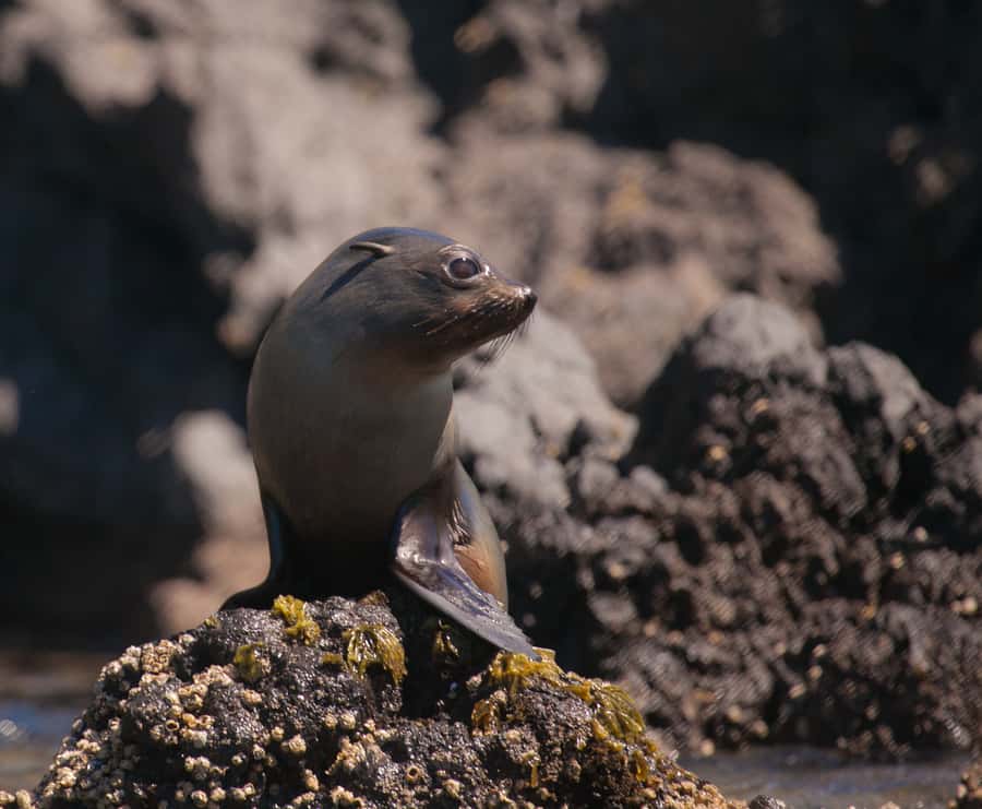 Akaroa: 4WD Safari and Guided Sea-Kayaking Experience - Practical details before you go