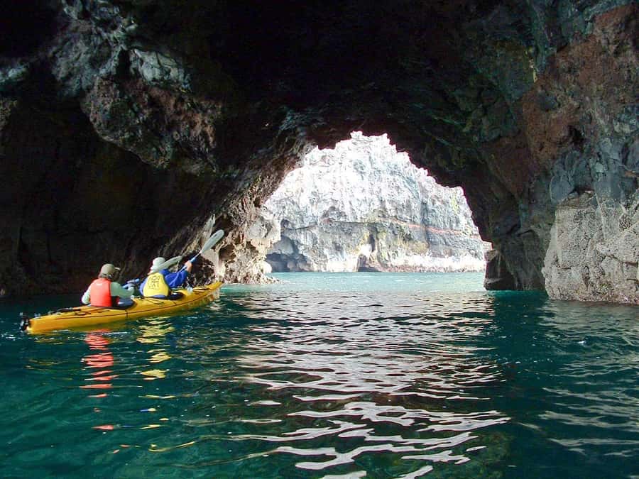 Akaroa: 4WD Safari and Guided Sea-Kayaking Experience - Wildlife from a respectful distance