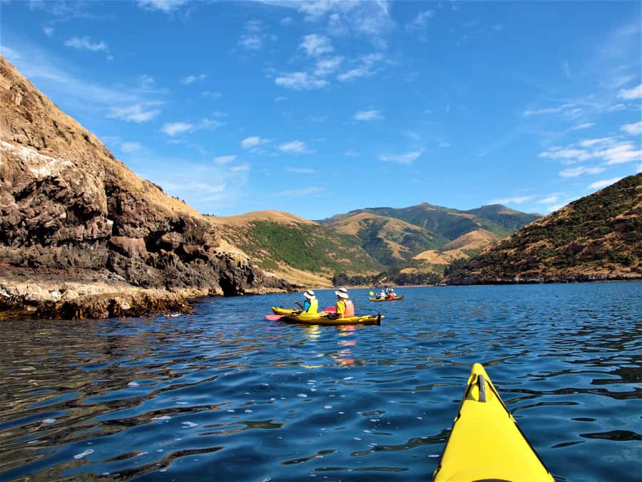 Akaroa: 4WD Safari and Guided Sea-Kayaking Experience - Morning or afternoon: choosing the better departure