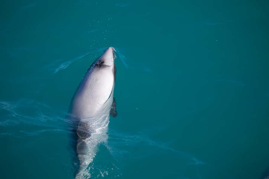 Akaroa: 4WD Safari and Guided Sea-Kayaking Experience - Who should book this experience?