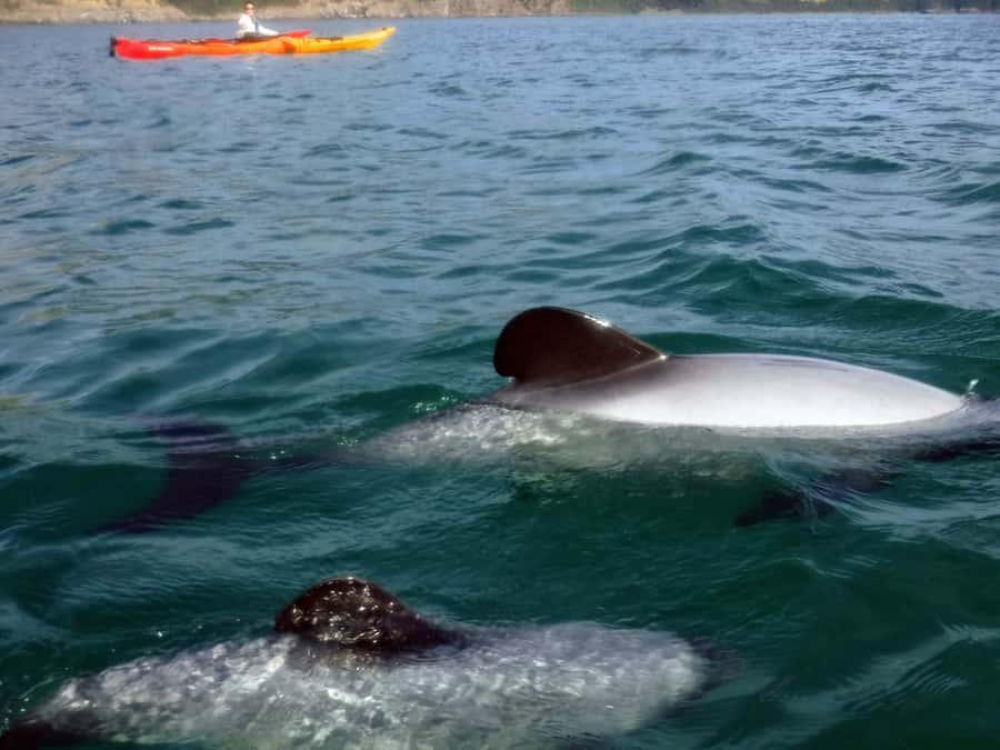 Akaroa: Akaroa Marine Reserve Sea Kayaking Tour - Key points before you book