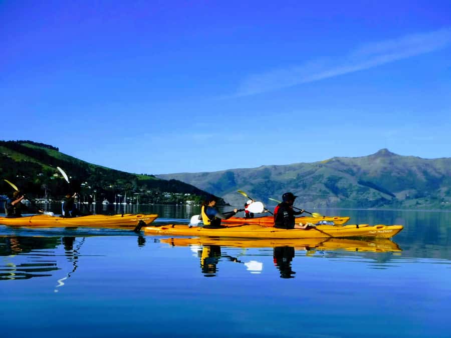 Akaroa: Akaroa Marine Reserve Sea Kayaking Tour - Who should book this Akaroa kayak tour