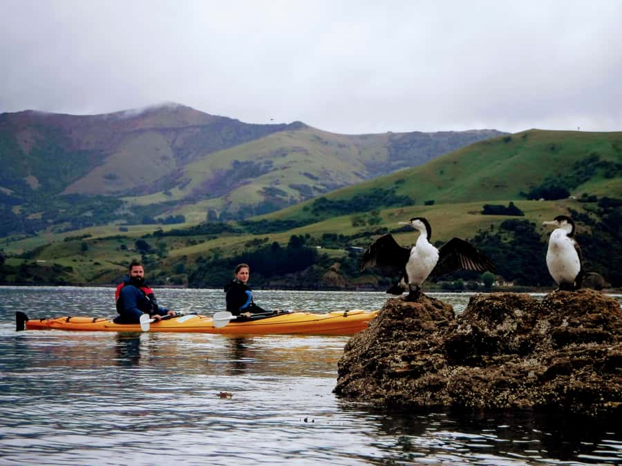 Akaroa: Akaroa Marine Reserve Sea Kayaking Tour - Why Akaroa Harbour is such a good place to kayak