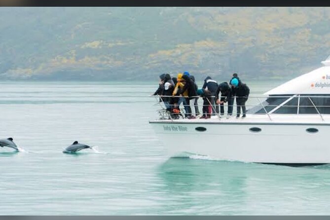 Akaroa Day Tour From Christchurch - The Akaroa harbour cruise and Hector’s dolphins