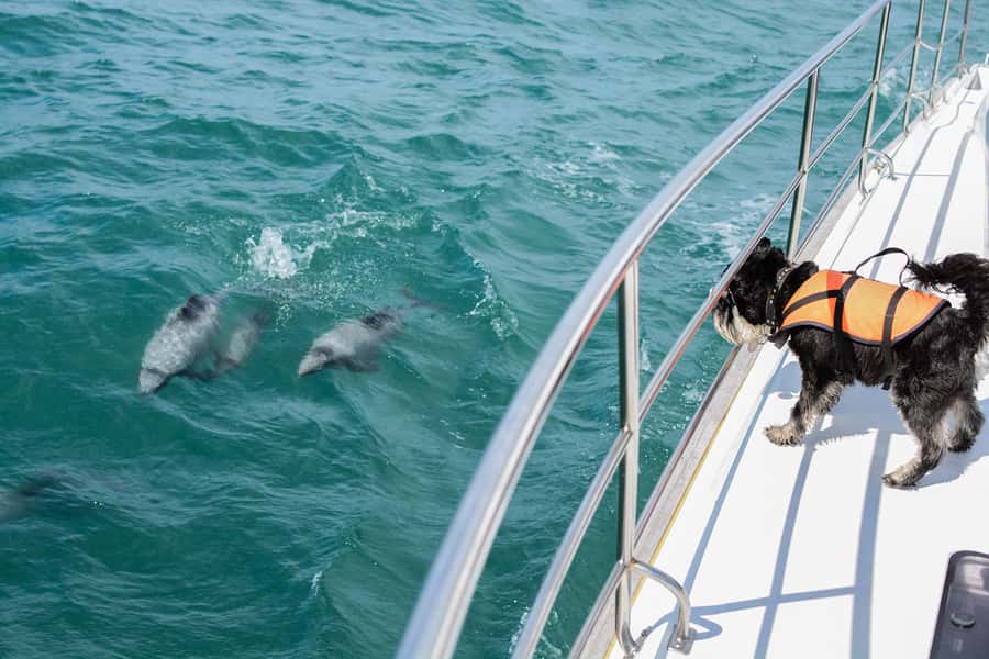 Akaroa: Dolphin Nature Cruise - Key points at a glance