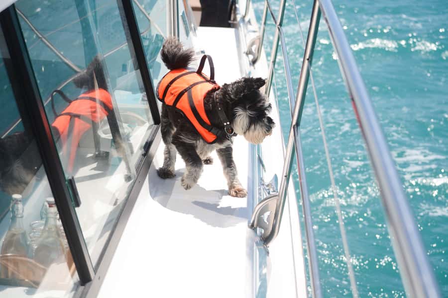 Akaroa: Dolphin Nature Cruise - Who should book this cruise?