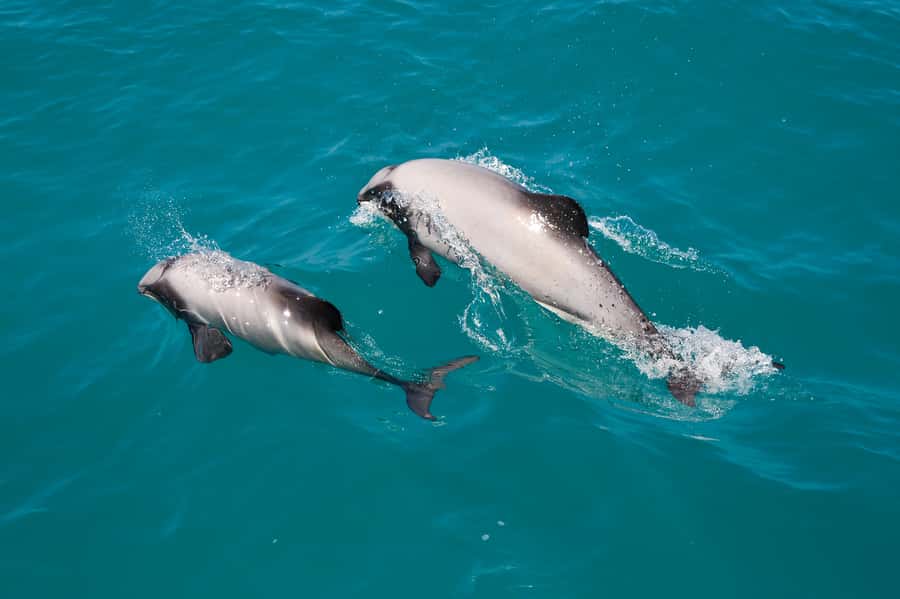 Akaroa: Dolphin Nature Cruise - Seals, penguins, and surprise sightings