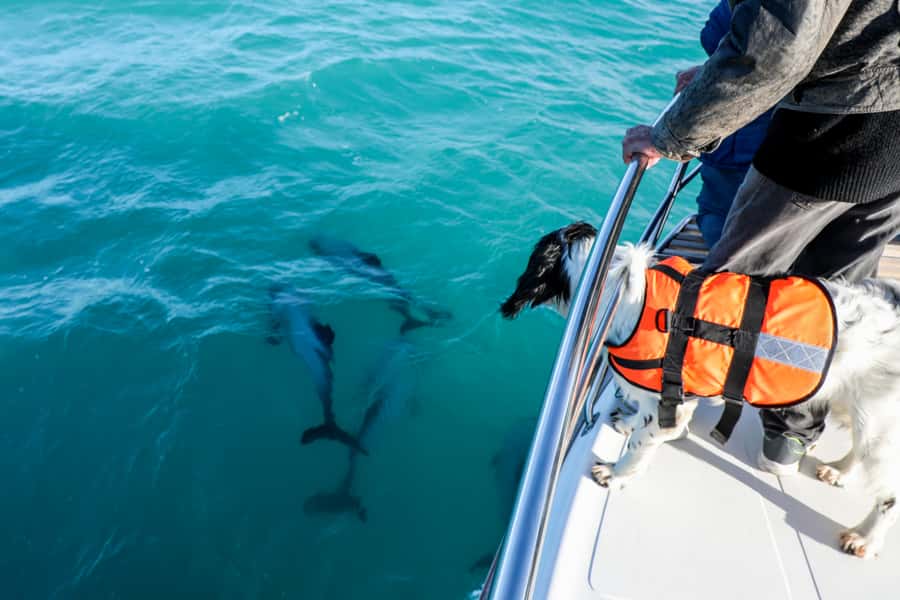 Akaroa: Dolphin Nature Cruise - Sea caves and volcanic rock formations