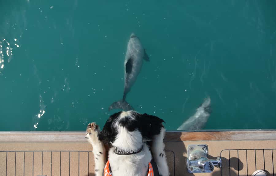 Akaroa: Dolphin Nature Cruise - What the crew adds to the experience