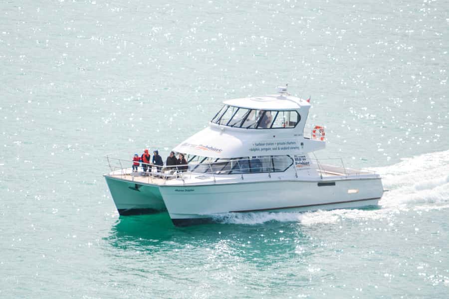 Akaroa: Dolphin Nature Cruise - Looking for the rare Hector’s dolphin