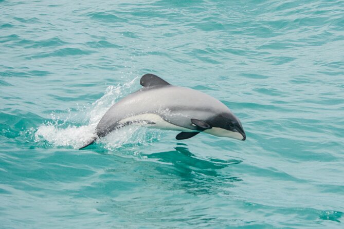 Akaroa Dolphins ~ Harbour Nature Cruise - Key points to know before you go