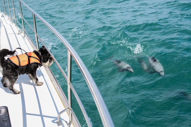 Akaroa Dolphins ~ Harbour Nature Cruise - Setting out from 65 Beach Road in Akaroa