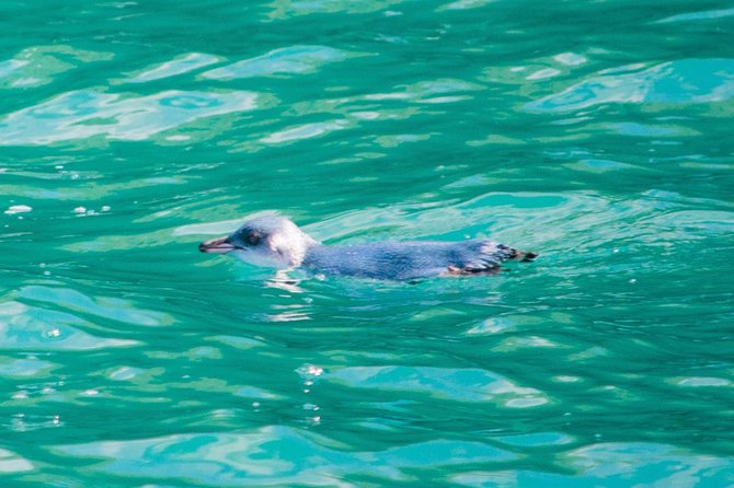 Akaroa Dolphins ~ Harbour Nature Cruise - What the crew adds to the two hours