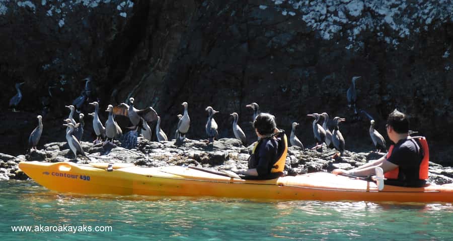 Akaroa: Electric Mountain Bike and Sea Kayak Adventure - Price, equipment, and what you really receive