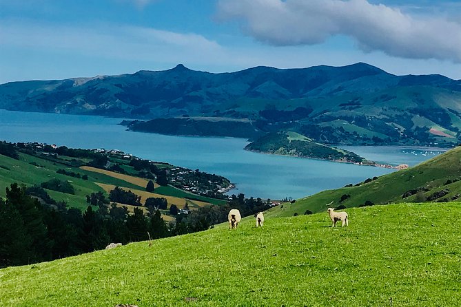 Akaroa Explorer- Guided Electric Bike Tour in Akaroa - Following the harbour coast toward wider views