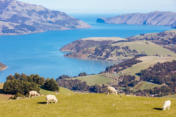 Akaroa & Giants House Garden tour ex Lyttelton (Shore Excursion) - Why this small-group shore excursion works