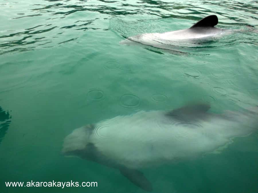 Akaroa: Guided Sunrise Sea Kayaking Tour - The wildlife you might see