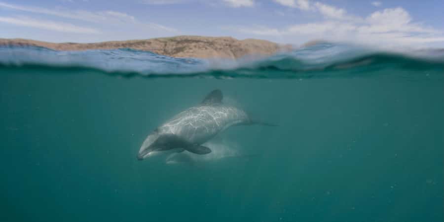 Akaroa Harbour 2-Hour Dolphin Nature Cruise - Setting out from Akaroa’s Main Wharf