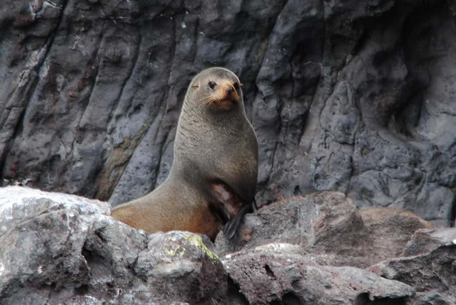 Akaroa Harbour 2-Hour Dolphin Nature Cruise - Who will enjoy this cruise most?