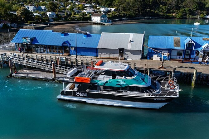 Akaroa Harbour Nature Cruise - Seals, penguins, and the harbour’s birdlife