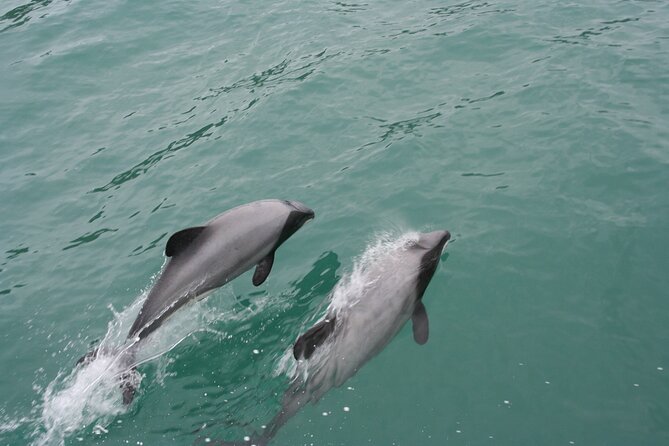 Akaroa Harbour Nature Cruise - Timing, price, and what you receive