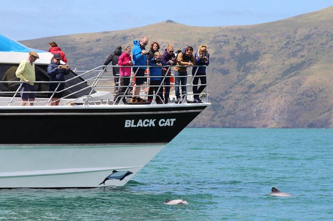 Akaroa Harbour Nature Cruise - A two-hour route through a volcanic harbour