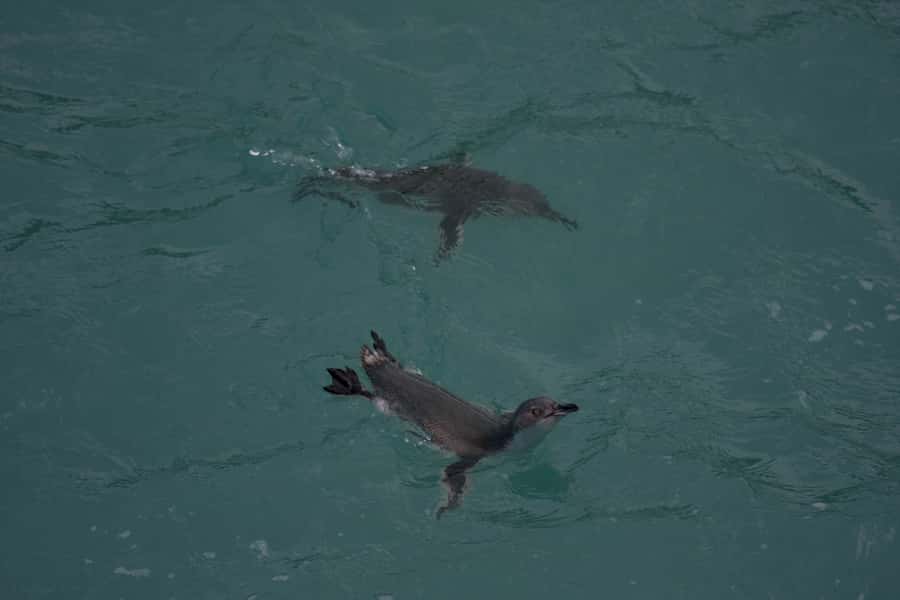 Akaroa: Pohatu Little Penguins 3-Hour Evening Experience - Key points to know before you go