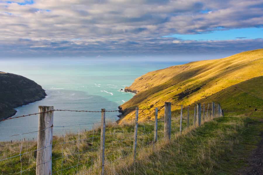 Akaroa: Pohatu Little Penguins 3-Hour Evening Experience - Walking conditions and practical limits