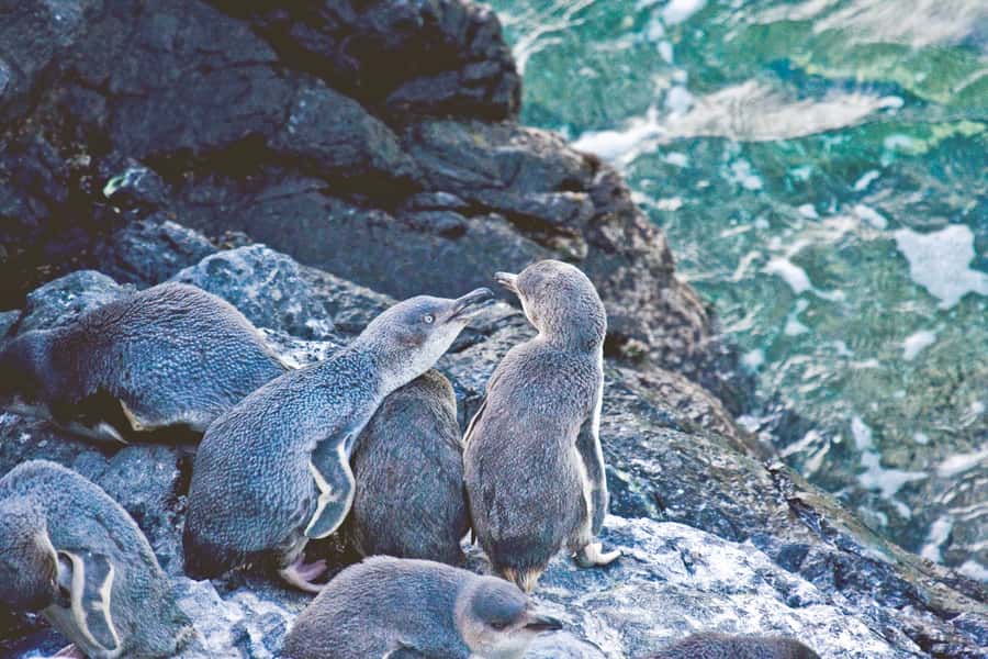 Akaroa: Pohatu Little Penguins 3-Hour Evening Experience - Why Pohatu is more than a penguin photo stop