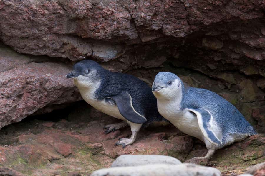 Akaroa: Pohatu Little Penguins 3-Hour Evening Experience - Photo stops with views across Akaroa Harbour