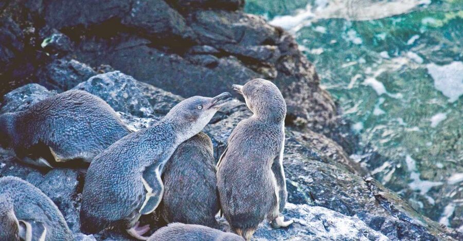 Akaroa: Pohatu Little Penguins 3-Hour Evening Experience - The best season for a penguin sighting