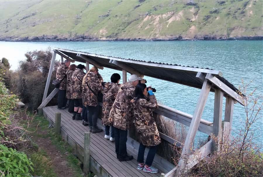 Akaroa: Pohatu Little Penguins 3-Hour Evening Experience - What the $68 price really includes