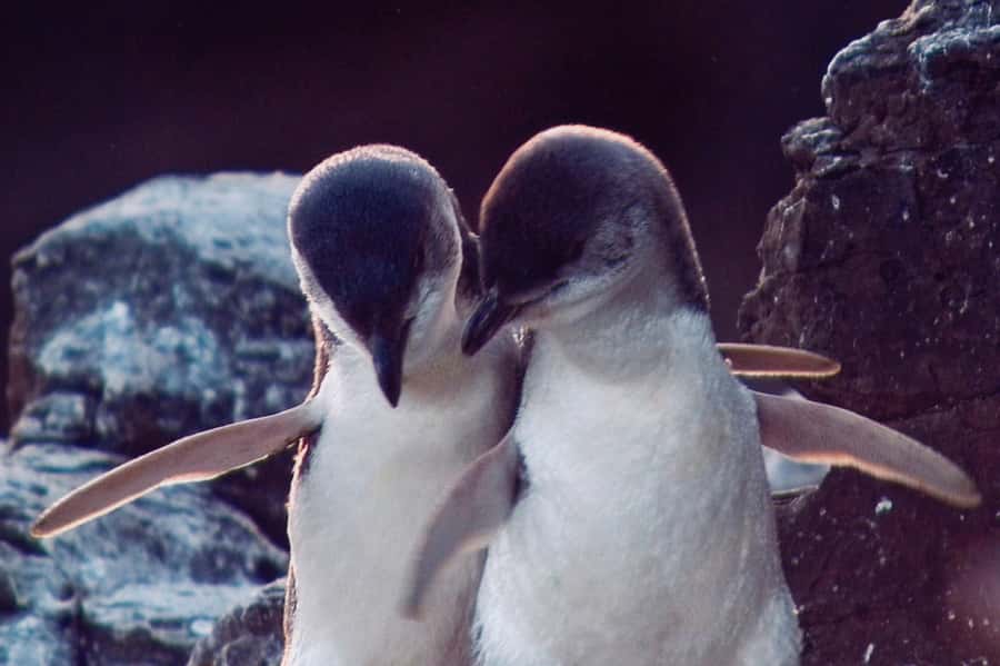 Akaroa: Pohatu Little Penguins 3-Hour Evening Experience - Guides make the difference