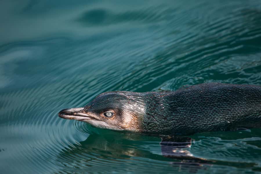 Akaroa: Pohatu Little Penguins 3-Hour Evening Experience - The 4WD ride from Akaroa to Flea Bay