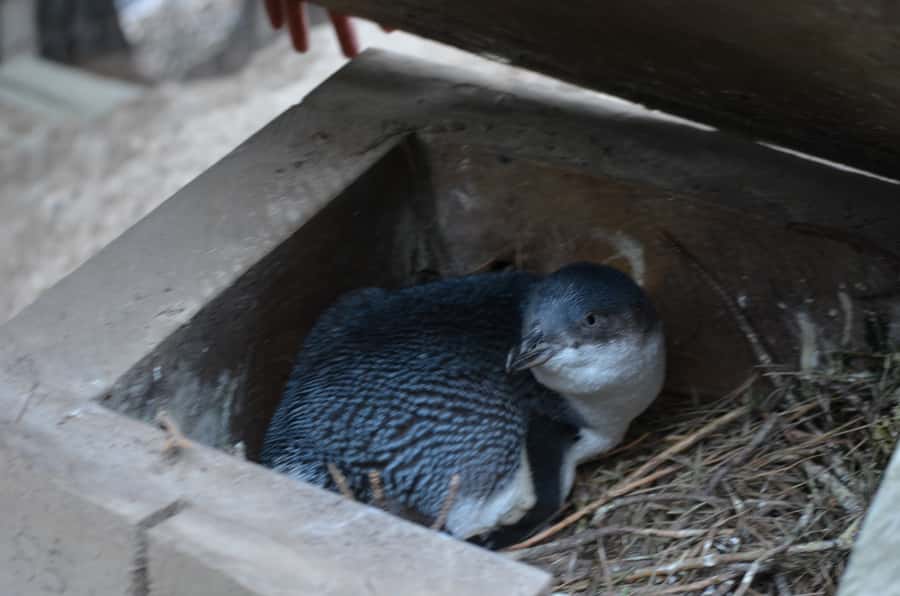 Akaroa: Pohatu Penguins Scenic Nature 2-Hour or 4-Hour Tour - Should You Book the Pohatu Penguins Tour?
