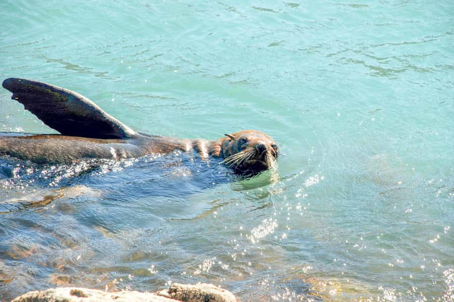 Akaroa: Pohatu Penguins Scenic Nature 2-Hour or 4-Hour Tour - Choosing Between Two Hours and Four