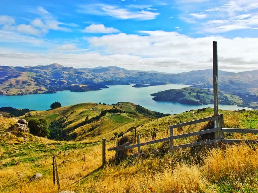 Akaroa: Pohatu Penguins Scenic Nature 2-Hour or 4-Hour Tour - Guides Who Turn a Drive Into a Real Visit